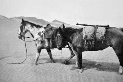 Mancha y Gato en el desierto “mata caballos” en el norte de Perú