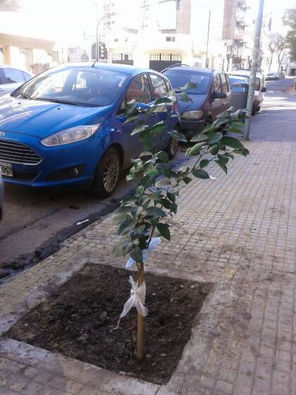 Mandarino para cuidar.