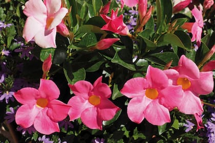 Mandevilla Splendens.