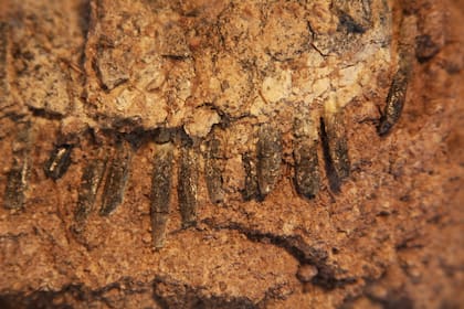 Mandíbula con dientes del Bajadasaurus