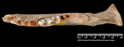 Mandíbula de perro de hace 14.300 años procedente de Gough's Cave