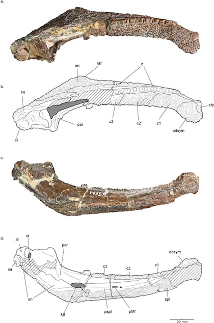Mandíbula holotipo de Tanyka amnicola