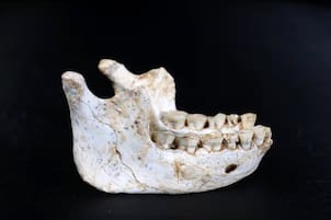 Hallan en Marruecos restos del antepasado del ‘Homo sapiens’, que vivió hace 770.000 años