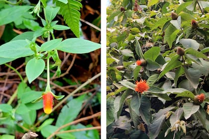 Manettia luteorubra y Cnicothamnus lorentzii, dos especies con flores tubulares, ideales para alimentar colibríes