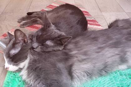 Mango y Sandía, los dos gatitos adoptados de Raluca en Buenos Aires.