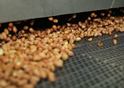 Maní, aún con cáscara, dentro de la fábrica Prodeman