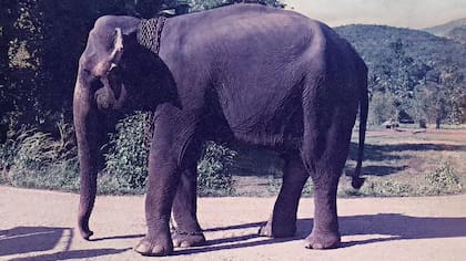 Manike, la elefanta más joven, era mi favorita