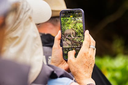 Mano a mano con los yaguaretés en Pantanal