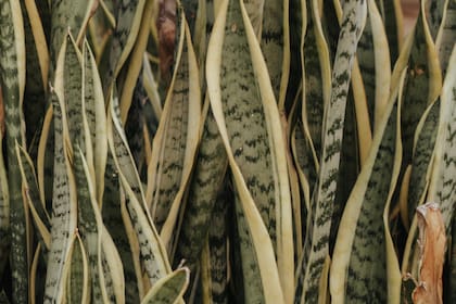 Mantener el jardín ordenado y sin refugios naturales ayuda a disminuir la probabilidad de encuentros