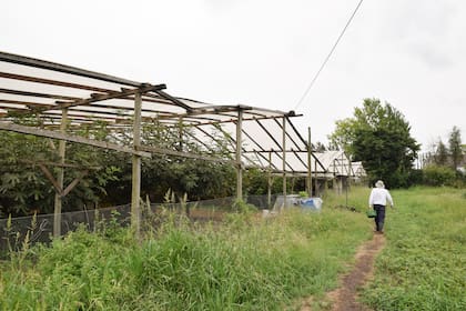 Manuel tiene más de 80 plantas y está alineado a las buenas prácticas.