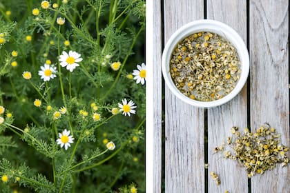 Manzanilla, un remedio natural para calmar nervios y estómagos irritables