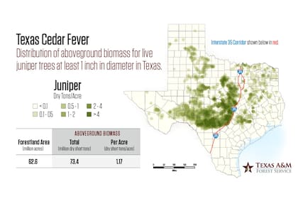 Mapa de distribución de enebros: conoce las regiones donde prosperan estas especies en Texas.(Foto Servicio Forestal de Texas A&M)