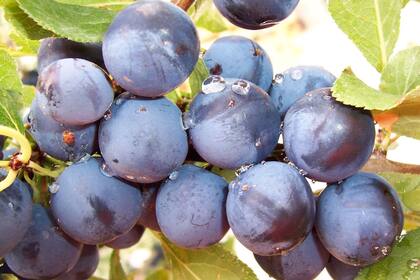 Un superalimento de origen patagónico.