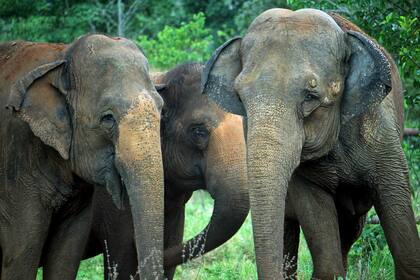 El santuario tiene actualmente cuatro elefantes residentes asiáticas, Maia, Rana, Mara (foto) y Lady. La intención es albergar elefantes asiáticos y africanos de ambos sexos. Cada especie tendrá su propio hábitat debido a problemas con la socialización entre especies