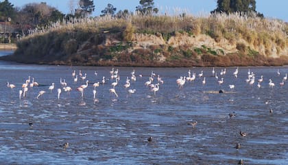 Mar Chiquita es hogar de 190 especies de aves (Gentileza Prensa Mar Chiquita)