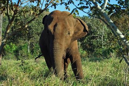 Mara llegó el 13 de mayo de 2020 al Santuario de Elefantes de Brasil, en el municipio de Chapada dos Guimarães, después de 5 días de viaje desde el Ecoparque en Argentina 