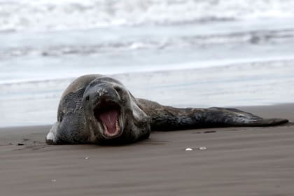 Con la boca abierta, el joven mamífero antártico descansaba sobre la arena marplatense