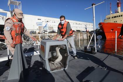 La liberación del albatros de pico fino se realizó hoy desde un barco de la Prefectura
