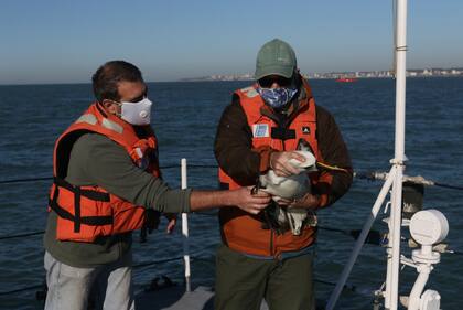 Mar del Plata. Rehabilitaron y liberaron a un albatros de pico fino
