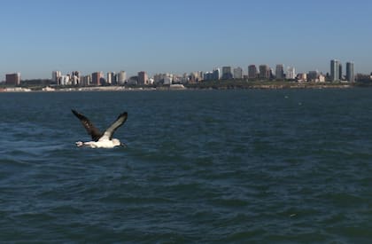 Recuperado, el albatros voló sobre las aguas de Mar del Plata