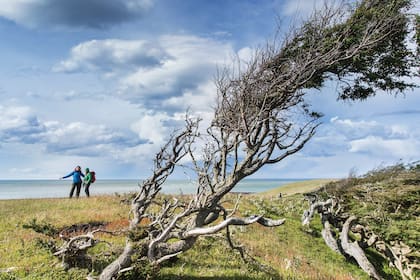 Mar, verde y árboles bandera, ejemplares que expanden sus ramas hacia un lado
por la fuerza del viento.