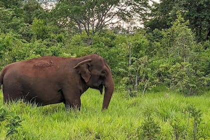Mara en el Santuario de Elefantes Brasil