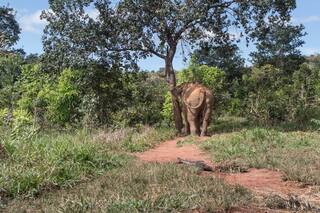 La fotógrafa argentina que retrató a la elefanta Mara