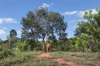 Scott Blais. "Todos deberíamos ser un poco más elefantes"