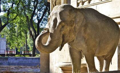 Mara, la elefanta asiática
