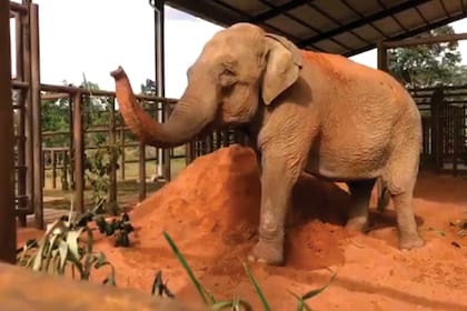 Mara, la elefanta del EcoParque de Buenos Aires que desde mayo está en el Santuario de Elefantes de Brasil.