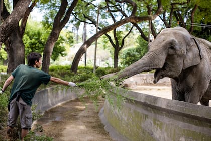 Mara, la elefanta del Ecoparque que el sábado viajará a Brasil