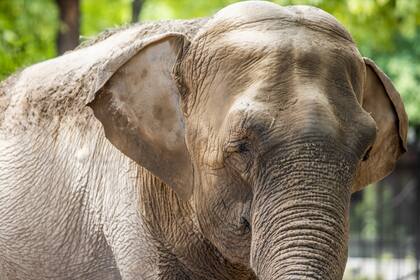 Mara tiene rutinas de entrenamientos diarios con sus cuidadores