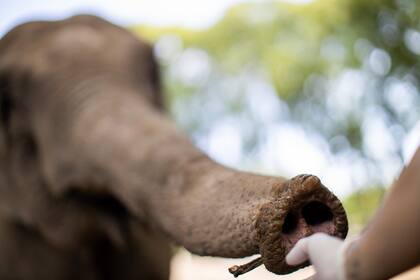 Mara tiene rutinas de entrenamientos diarios con sus cuidadores