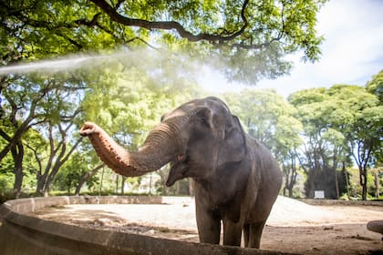 Mara, una de las elefantas del Ecoparque porteño, será trasladada a Brasil