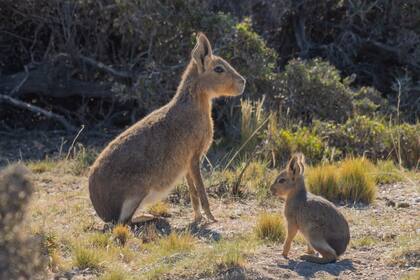 Mara adulta y su pequeña cría: la población de liebre patagónica está ganando posiciones ante la invasora, la liebre europea.