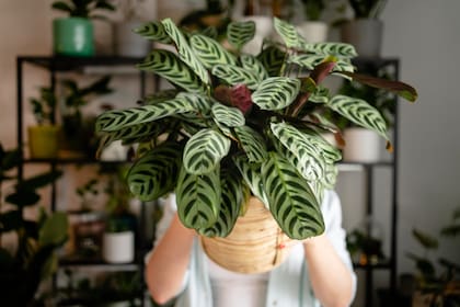 Maranta leuconeura, una apuesta segura para formar parte de un sector tropical en la casa