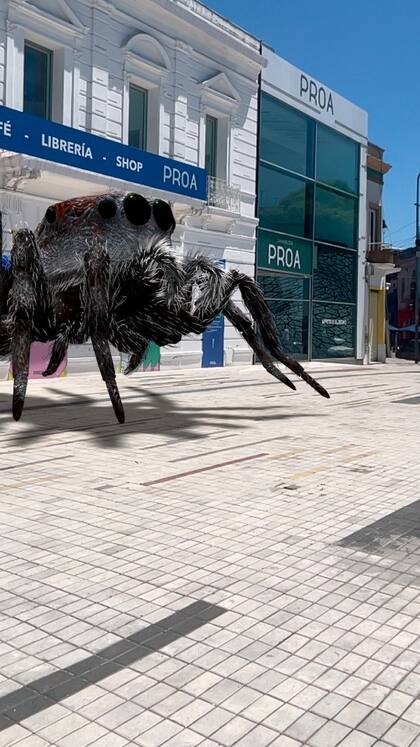 Maratus speciosus, de la serie Webs of Life, en la vereda de Fundación Proa