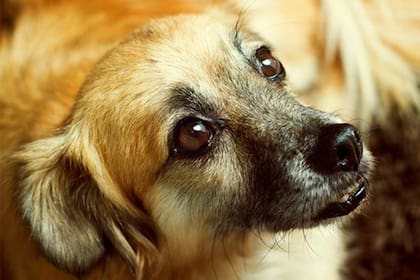 Marcela y Rosario calculan que hoy Paquito debe de tener unos 3 años de edad