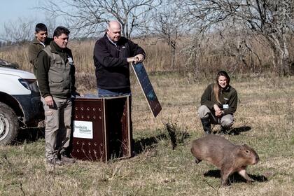 Marcelo Pucheta, José Luis Torres y Federico Caeiro proceden a la apertura de la caja para que el carpincho vuelva a su hábitat natural.