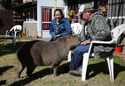 Marcelo Santiago y Alejandra Villaruel una pareja de Mar del Sur, tienen un carpincho como mascota