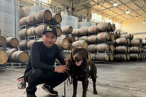 Perros que detectan defectos en los vinos recorren las bodegas de Mendoza