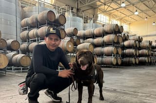 Perros detectores de contaminantes en el vino recorren bodegas de Mendoza