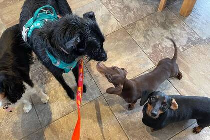 Marcus interactuando con otros perros.