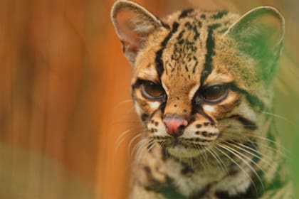 El Margay, también conocido como Gato Tigre o Tigrillo Peludo.