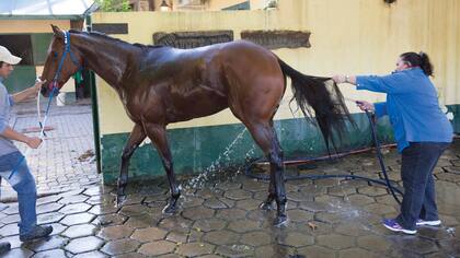 María Álvarez se encarga junto con su esposo Walter Suárez del entrenamiento de 50 caballos de distintos dueños, quienes depositan en ellos pasiones y ambiciones