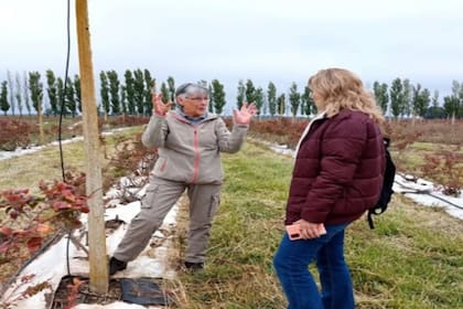 María Cornide, productora de arándanos
