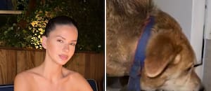 Qué pasó con el perro de la China Suárez y por qué generó polémica