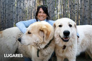 Cómo es el exitoso método de crianza de perros que protege al ganado