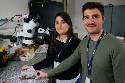 Mariana Chuliver, investigadora de la Fundación Félix de Azara, y Agustín Scanferla, investigador del Conicet, con el fósil que marca un hito en la evolución de los anfibios