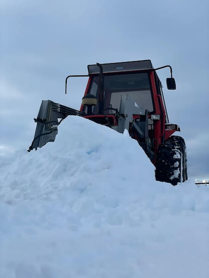 Mariángeles condujo con presteza el tractor para abrir el camino de las ovejas entre los campos